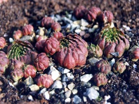 Jovibarba arenaria